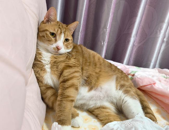 末节11分！加兰20中8拿到21分4板6助 三分8中3