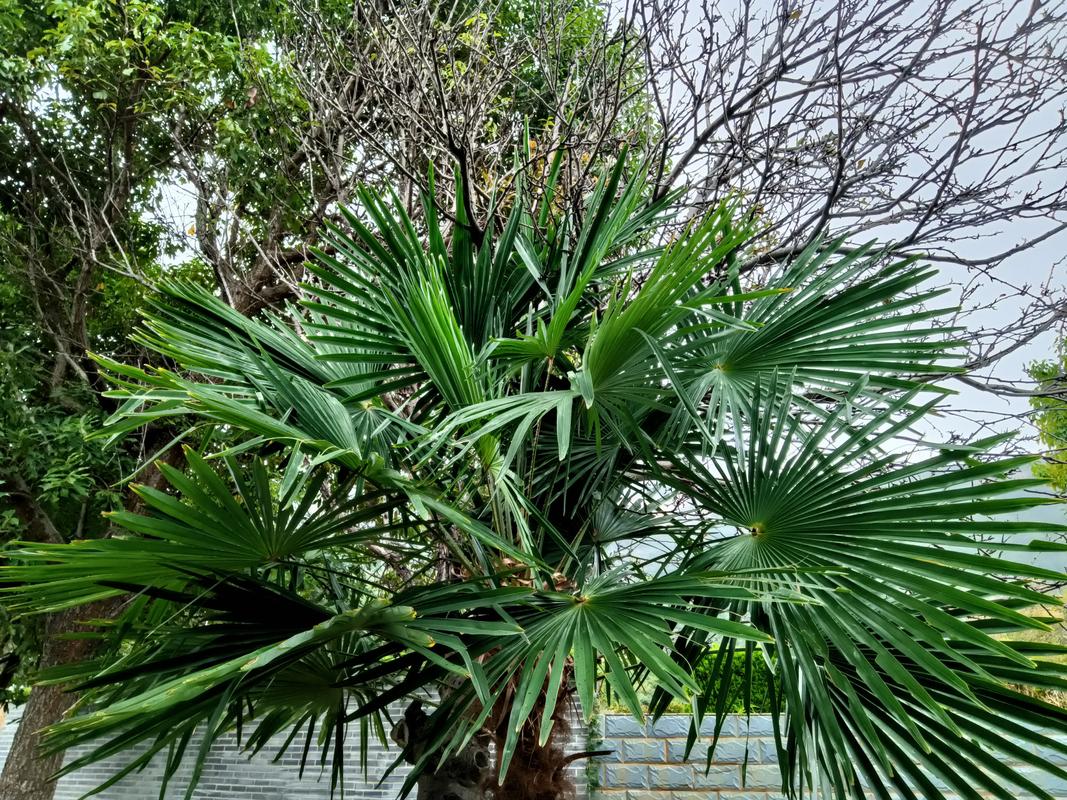 麦卡利斯特：出任后腰需要做更多脏活累活，我努力让队友踢得舒服