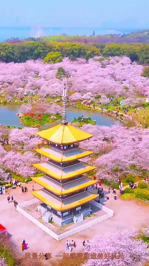 莫拉春日东湖行 邀您赏樱花、来看球