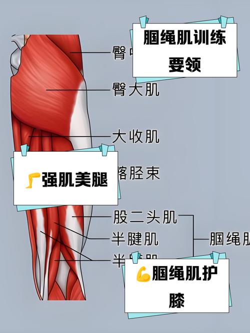 东契奇伤了 聊聊大腿后侧这根爱闹脾气的“腿筋”——腘绳肌