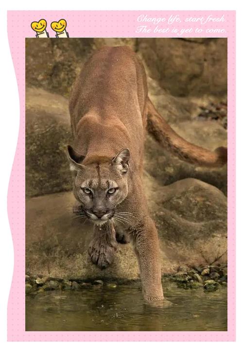 巴媒：虽收到墨西哥美洲狮的报价，库蒂尼奥不排除选择直接退役